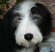 Lulu 14 weeks old